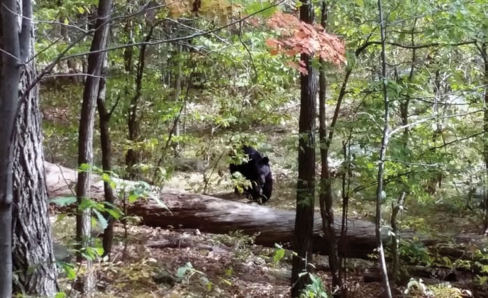 CLOSE ENCOUNTER
In Apshawa, Scott warned to stay away, but the other five hikers stuck around long enough to photograph the encroaching animal.
